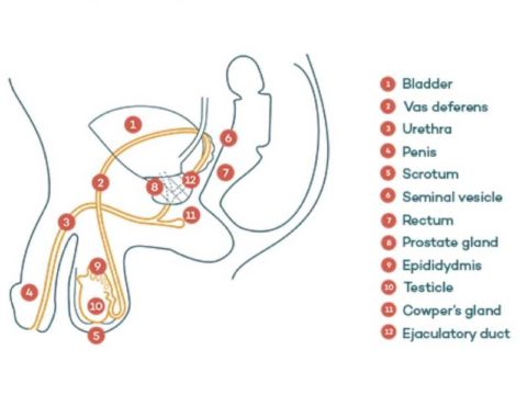 an overw of male infertility.docx (dragged) (3)