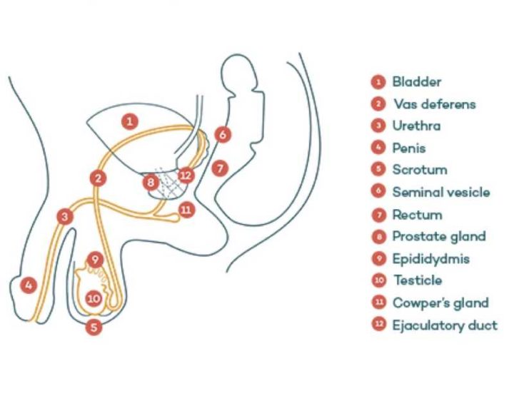 an overw of male infertility.docx (dragged) (3)